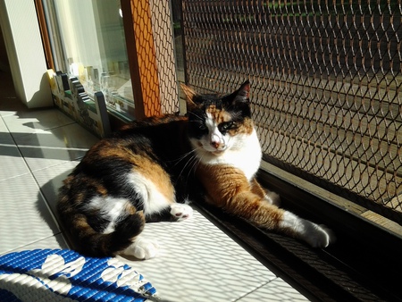 Entry image for Toula. Clicking this image will show a larger photo