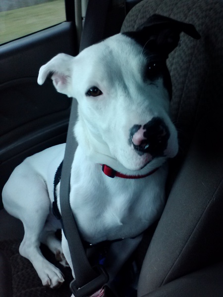 Entry image for Zeus. Clicking this image will show a larger photo