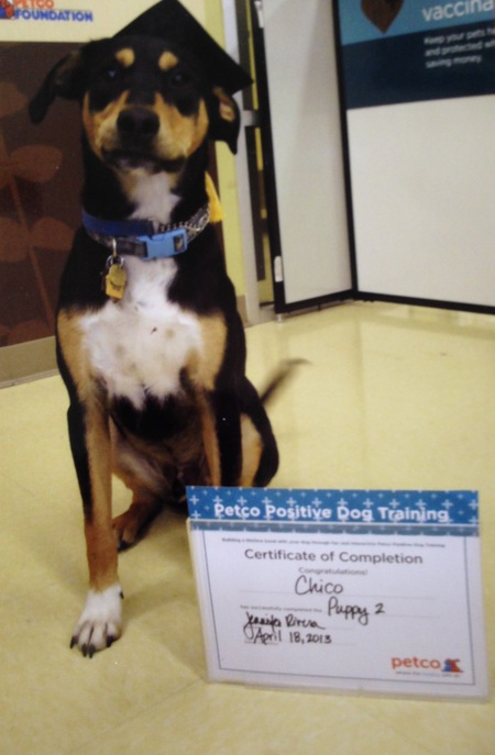 Entry image for Chico. Clicking this image will show a larger photo