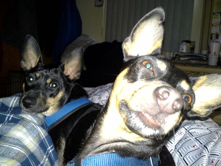 Entry image for gizmo and nacho. Clicking this image will show a larger photo