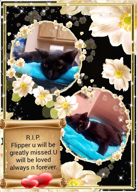 Entry image for flipper. Clicking this image will show a larger photo