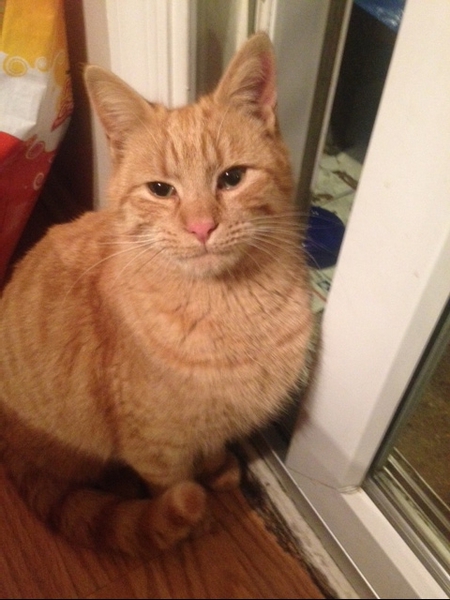 Entry image for SCOTTY. Clicking this image will show a larger photo