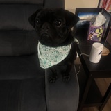 Entry image for Gus