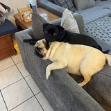 Entry image for Biscuit and Buttercup 