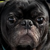 Entry image for Bruce