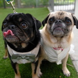 Entry image for Jimmy and Sasha