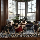 Entry image for Chewy, Pamela, Lambeau, Bruno
