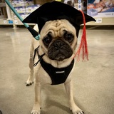 Entry image for Toby