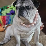Entry image for GiGi