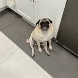 Entry image for Rocco