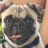 Entry image for Arlo Bean