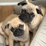 Entry image for Phoebe & Elliot