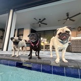 Entry image for Stoli, Stella and Skyy
