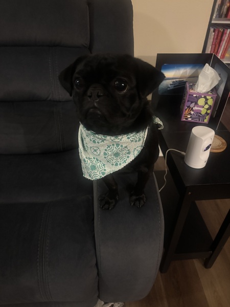 Entry image for Gus. Clicking this image will show a larger photo