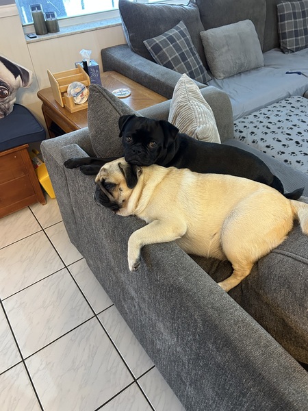 Entry image for Biscuit and Buttercup . Clicking this image will show a larger photo