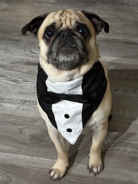 Entry image for Mister Dinkleman. Clicking this image will show a larger photo