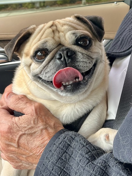 Entry image for Rocky. Clicking this image will show a larger photo