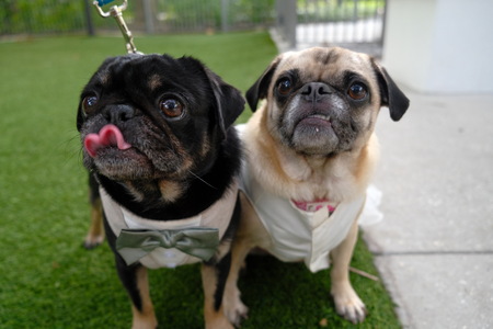 Entry image for Jimmy and Sasha. Clicking this image will show a larger photo
