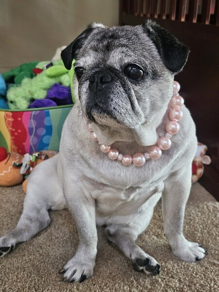 Entry image for GiGi. Clicking this image will show a larger photo