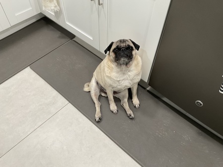 Entry image for Rocco. Clicking this image will show a larger photo