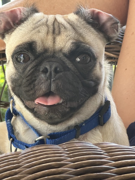 Entry image for Arlo Bean. Clicking this image will show a larger photo