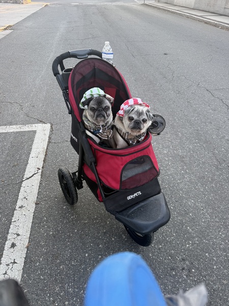 Entry image for Cooper and Buckeye . Clicking this image will show a larger photo