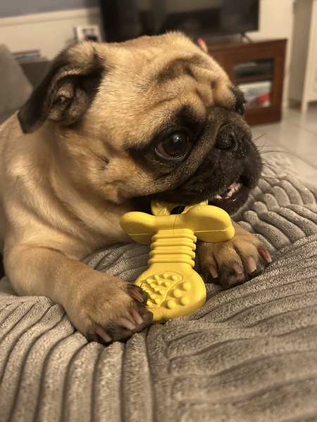 Entry image for Biscuit . Clicking this image will show a larger photo