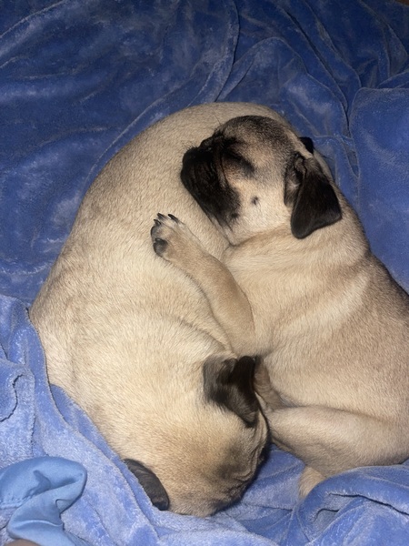 Entry image for Clover and Tayto. Clicking this image will show a larger photo