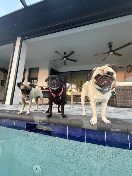 Entry image for Stoli, Stella and Skyy. Clicking this image will show a larger photo