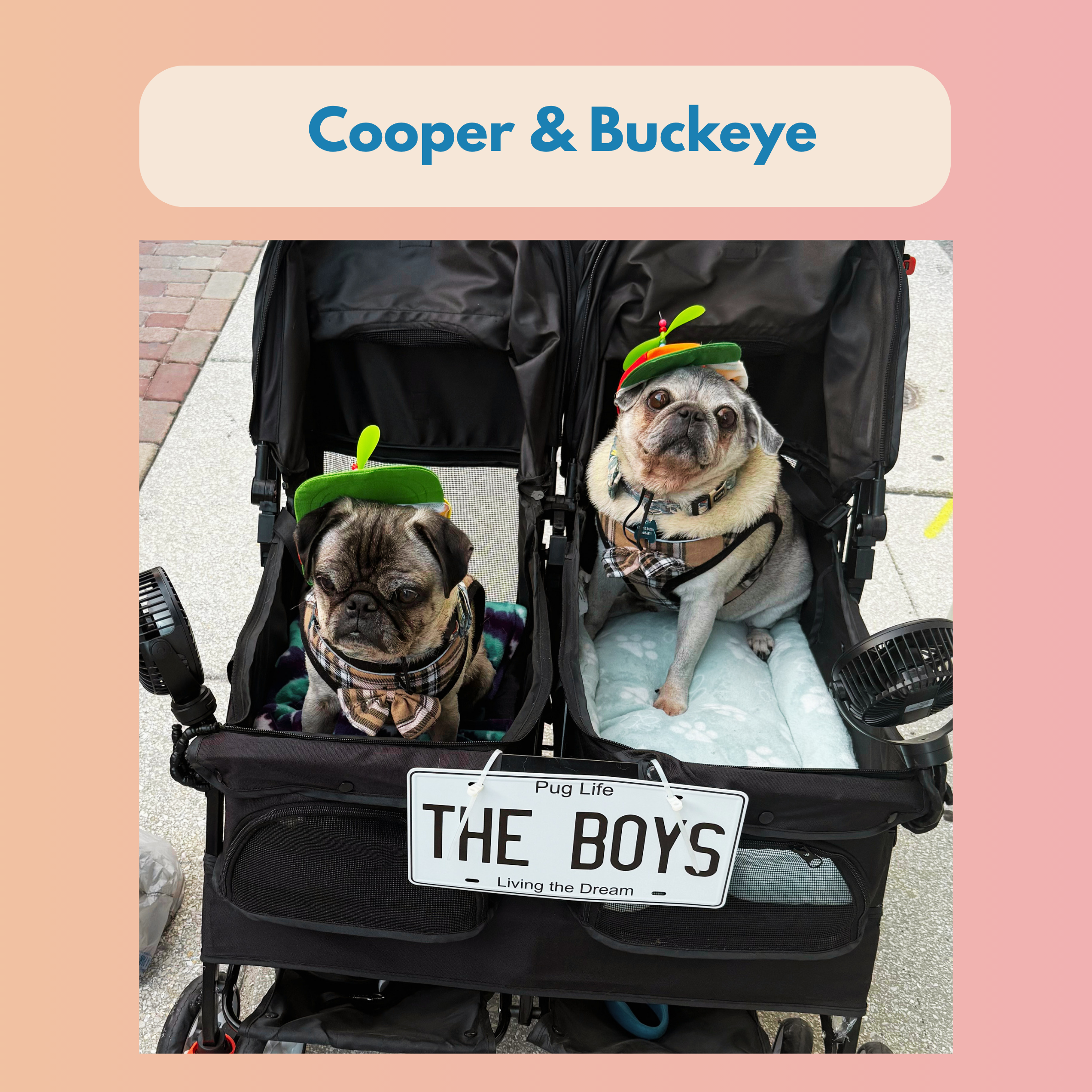Cooper & Buckeye