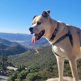 Entry image for Maximus Eastdog