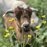 Entry image for Minnie