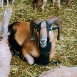 Entry image for Ronaldo Cimarron