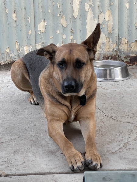 Entry image for Jo Jo. Clicking this image will show a larger photo