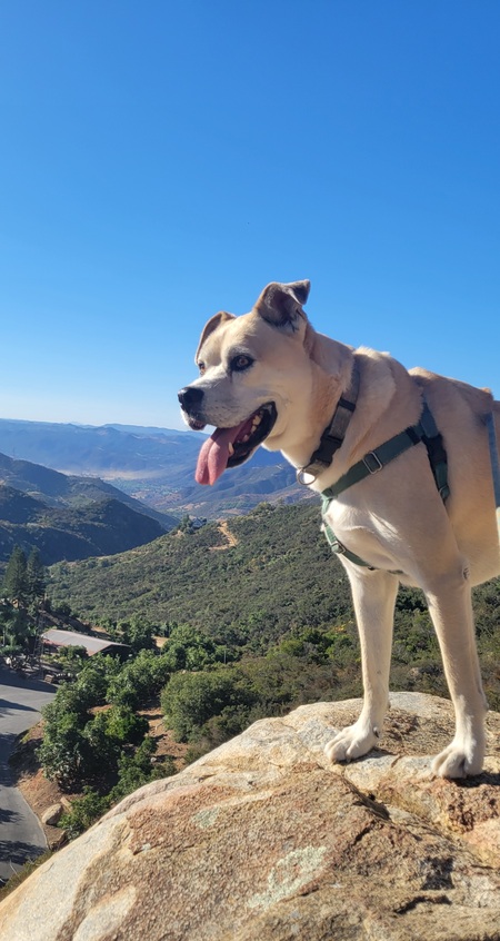 Entry image for Maximus Eastdog. Clicking this image will show a larger photo