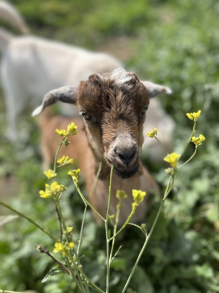 Entry image for Minnie. Clicking this image will show a larger photo