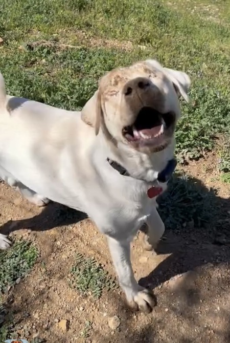 Entry image for Maggie Mae. Clicking this image will show a larger photo