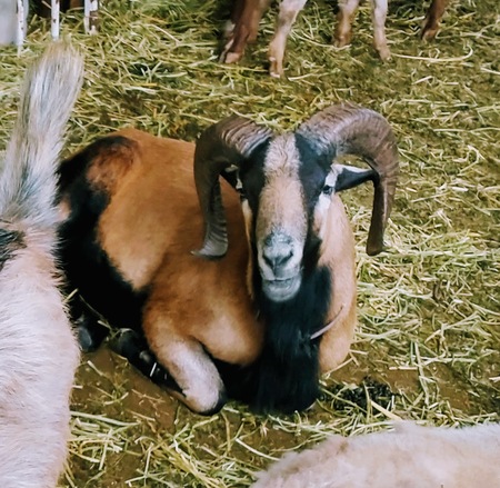 Entry image for Ronaldo Cimarron. Clicking this image will show a larger photo