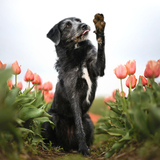 Entry image for Josie