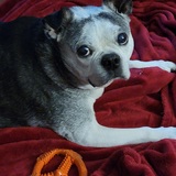 Entry image for Frankie