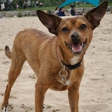 Entry image for Pepper