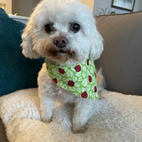 Entry image for Gracie Addison