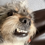 Entry image for Herbert 