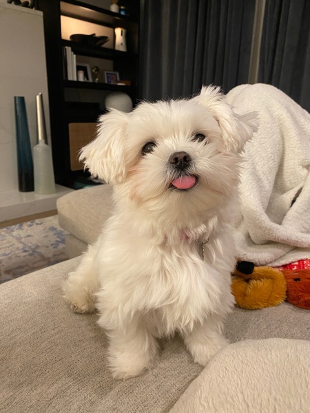 Entry image for Winnie. Clicking this image will show a larger photo
