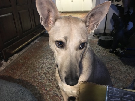 Entry image for Hazel. Clicking this image will show a larger photo