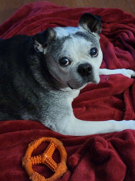 Entry image for Frankie. Clicking this image will show a larger photo