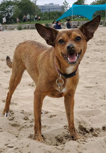 Entry image for Pepper. Clicking this image will show a larger photo
