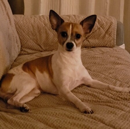 Entry image for LOKI. Clicking this image will show a larger photo