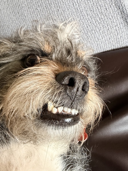 Entry image for Herbert . Clicking this image will show a larger photo