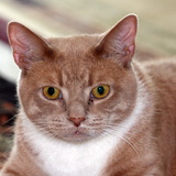 Entry image for Peanut